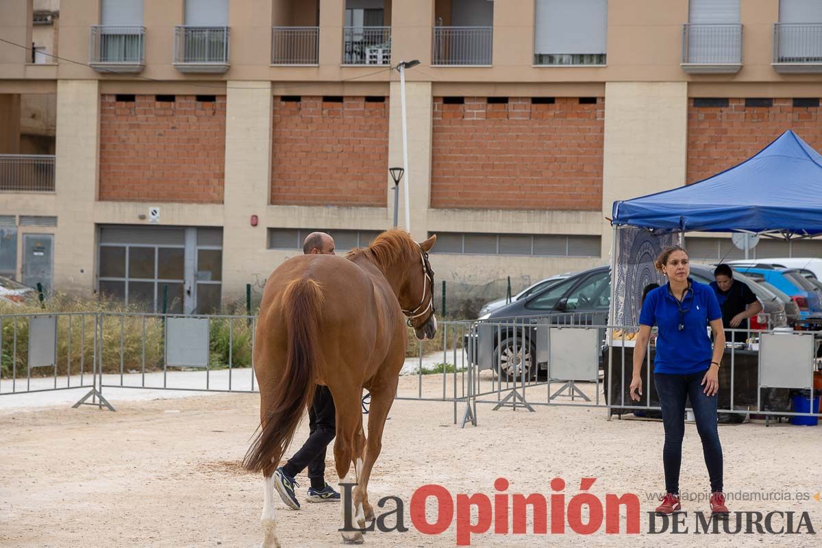 Control veterinario de los Caballos del Vino en Caravaca