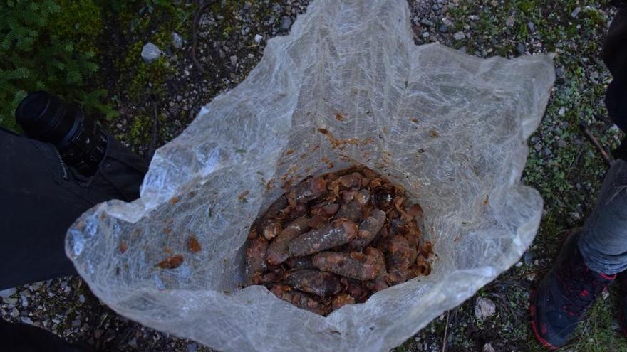 Agentes de Medio Ambiente recogen semillas de pinsapos