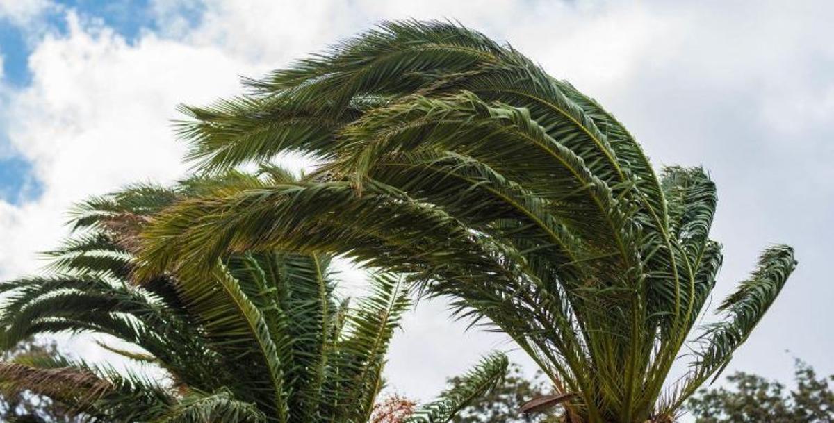 Hojas de palmera movidas por el fuerte viento