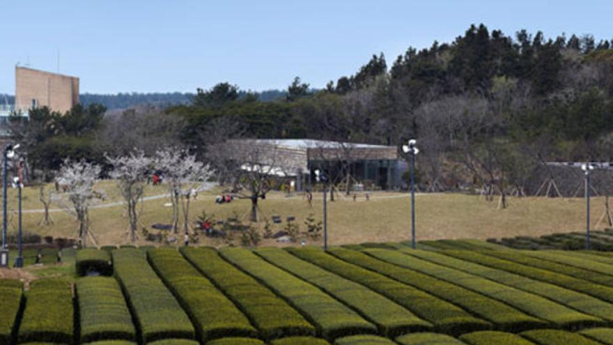 Campos de té, junto al Museo del té de la isla de Jeju (Corea del Sur).