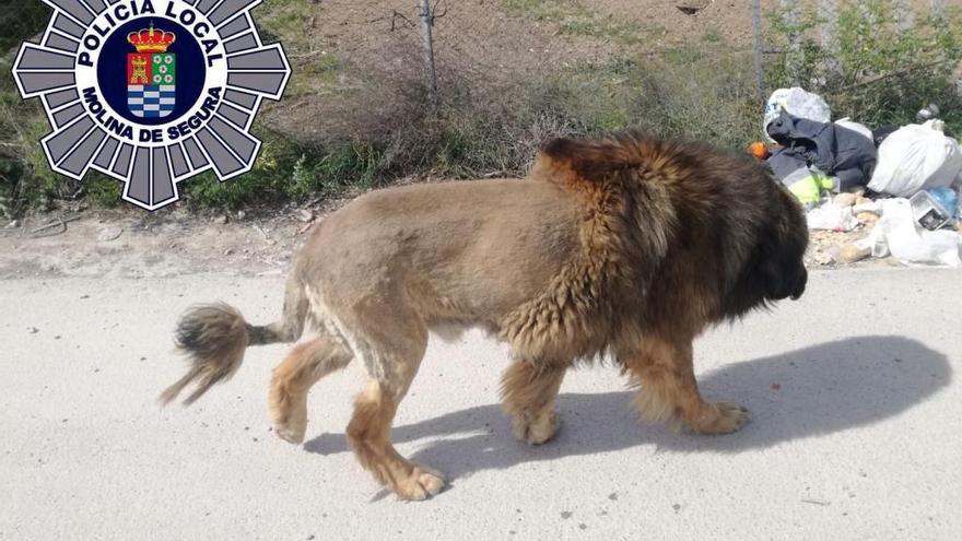 Avisan de un león suelto en Molina de Segura que resultaba ser un perro
