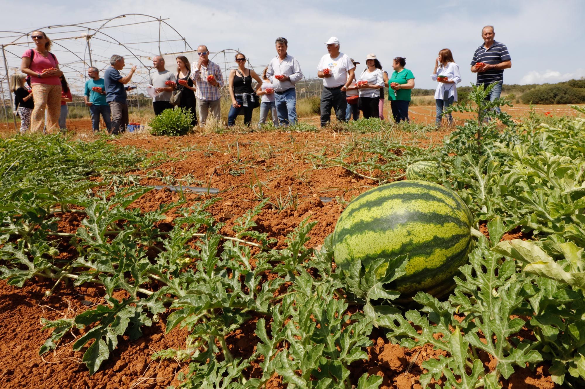 Visita guiada a la finca hortícola de Can Pol en Ibiza