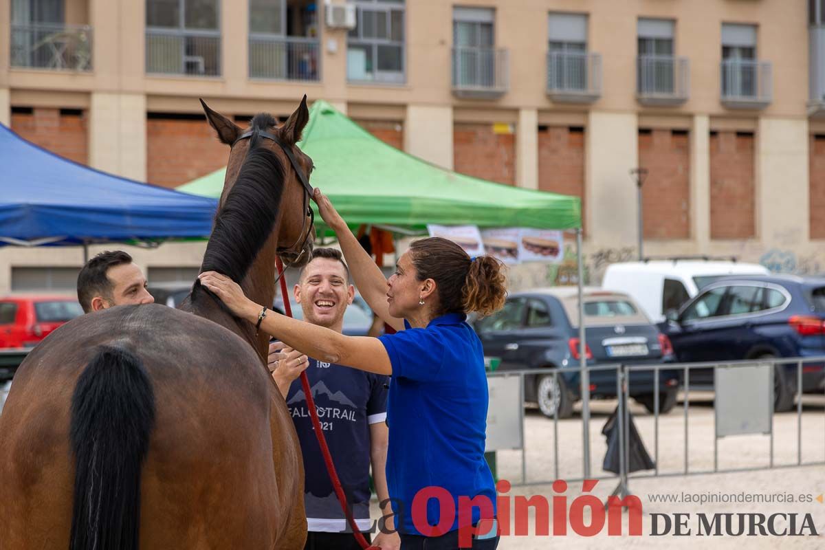 Control veterinario de los Caballos del Vino en Caravaca