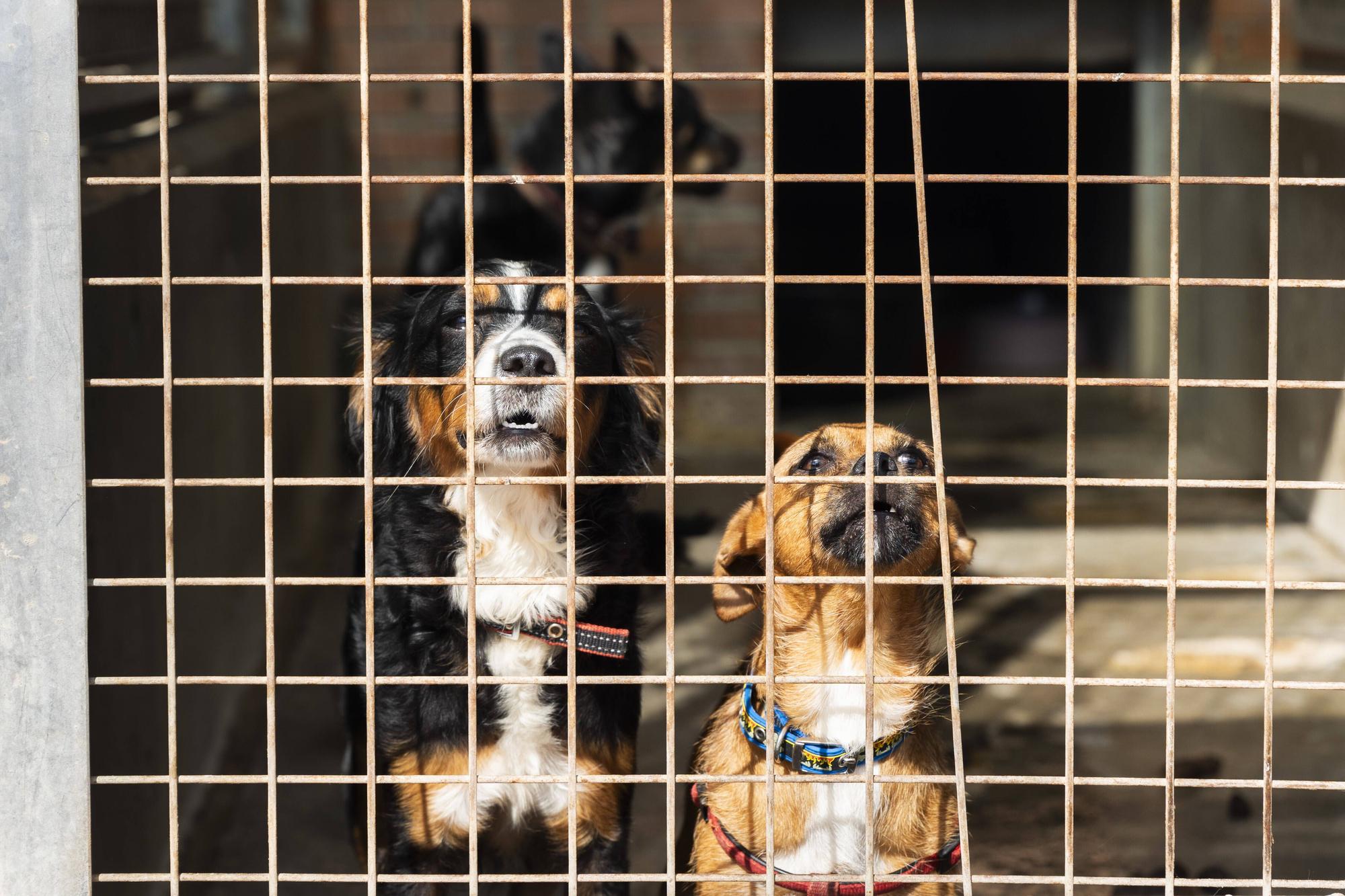 SOS de las protectoras por el "brutal" abandono de mascotas en verano