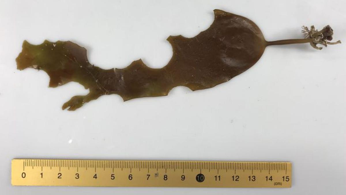 Arriba, ejemplar de salema. A la dcha., &quot;Laminaria ochroleuca&quot; con mordidas.  