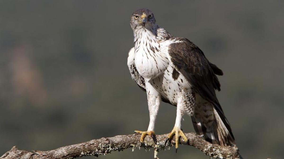 El águila ahuyenta con sus vuelos a las gaviotas patiamarillas invasoras