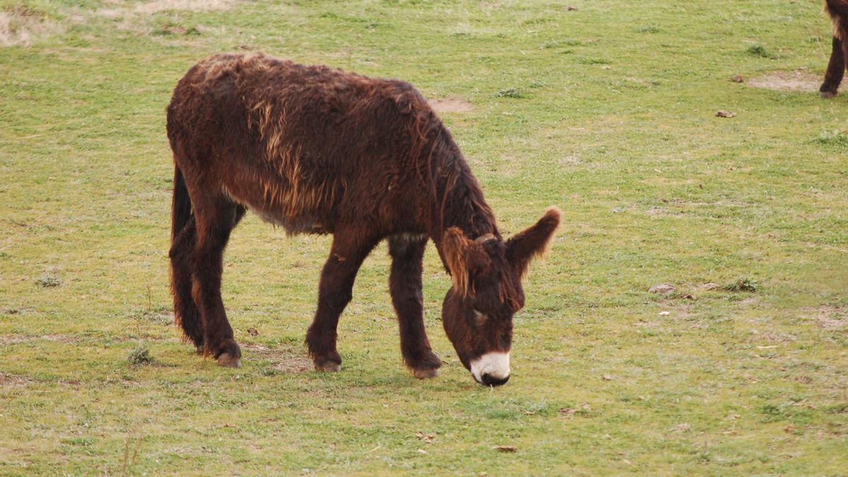 Un burro zamorano-leonés.