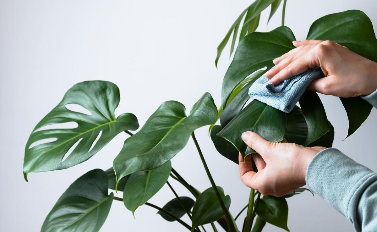 Planta costilla de Adán: El toque exótico que necesitas en tu decoración