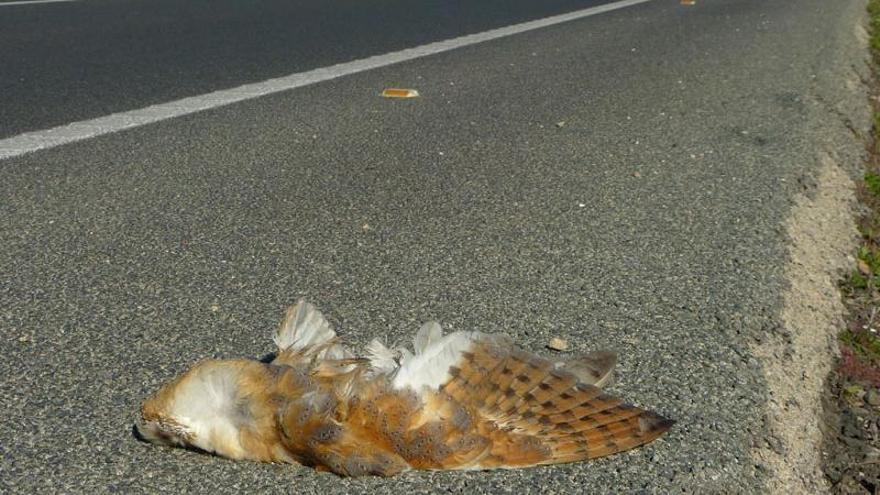 Lechuza atropellada en los márgenes de la carretera N-332 a su paso por las Salinas de Santa Pola