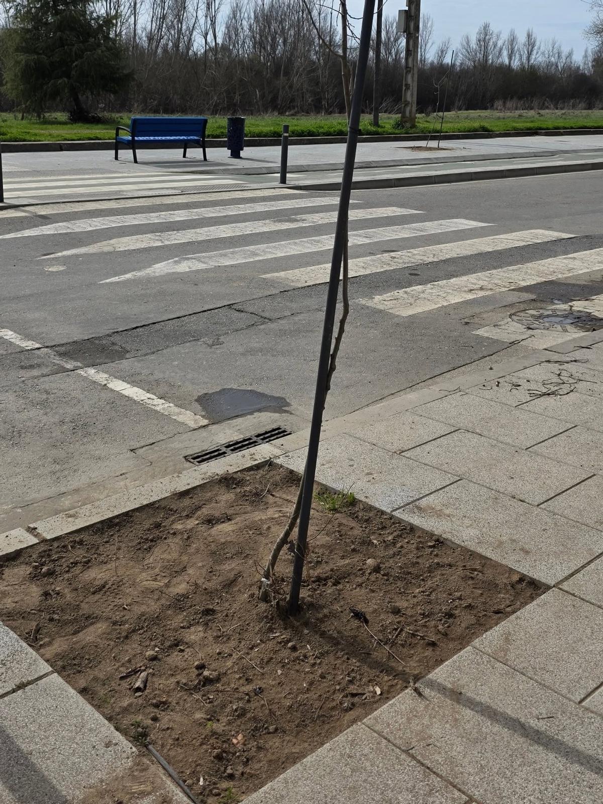 Uno d elos árboles replantados.