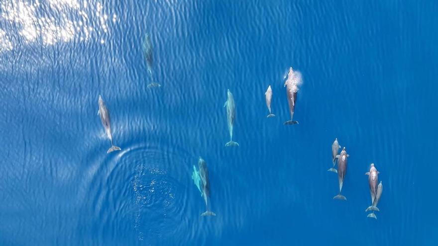 Submon incorpora drons i IA en el nou estudi sobre la interacció del dofí mular i la pesca al cap de Creus