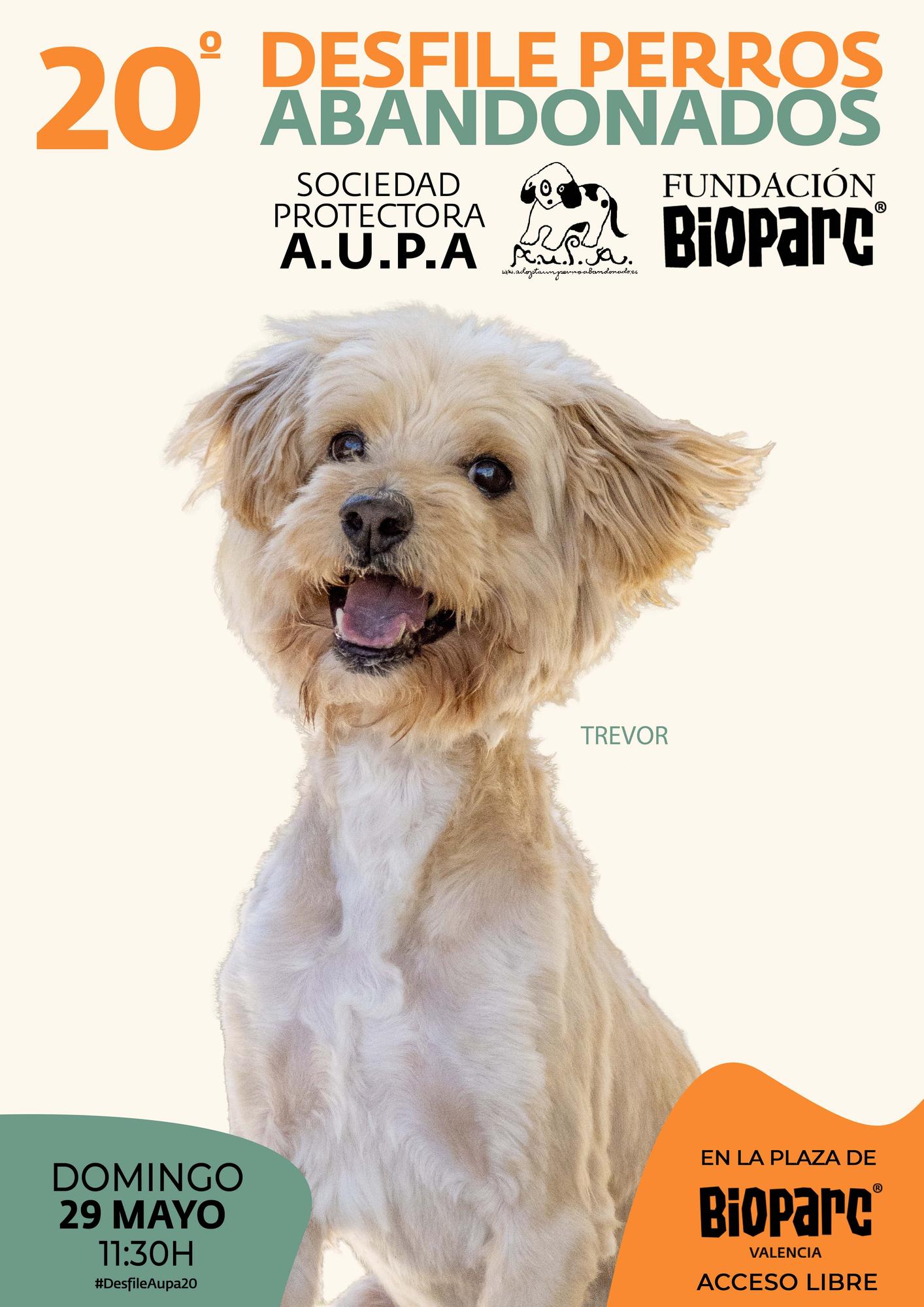Valencia | Llega la 20ª edición del Desfile de perros abandonados de  A.U.P.A. y BIOPARC