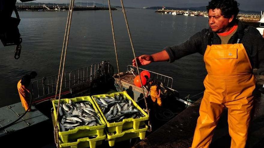 Varios marineros descargan cajas de sardina en un puerto gallego.  // Iñaki Abella