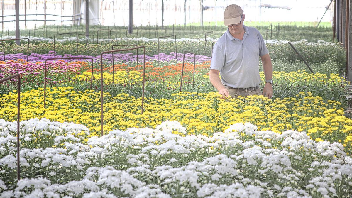 Decoración con flores en Málaga  La demanda de plantas ornamentales, al  alza