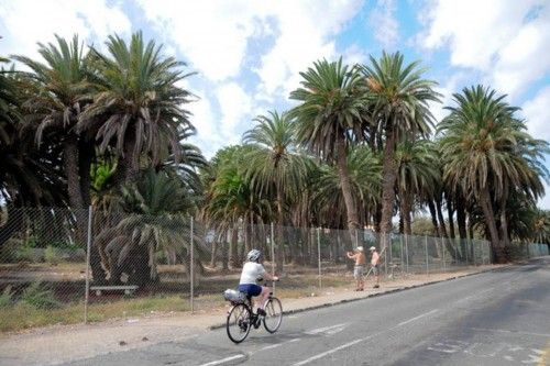 Mal estado de las Palmeras en el Oasis de Maspalomas y el Parque Tony Gallardo