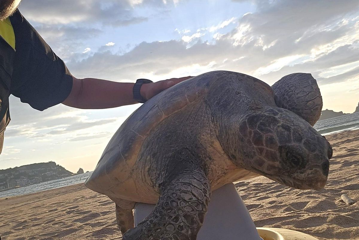 La tortuga careta localitzada a la platja a l'Estartit