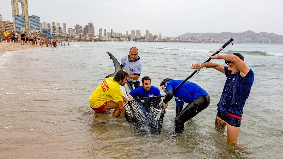 Aparece un tiburón de dos metros en Benidorm