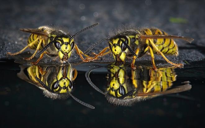 Mejores fotografías primeros planos