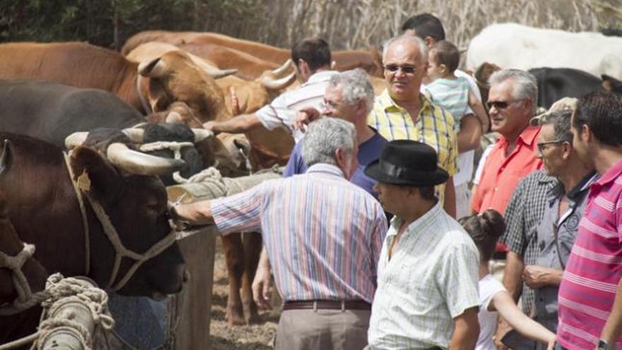 Varios personas dialogan junto a las vacas de la feria de ganado celebrada en el antiguo Valle de Guerra de Ingenio. | josé carlos guerra