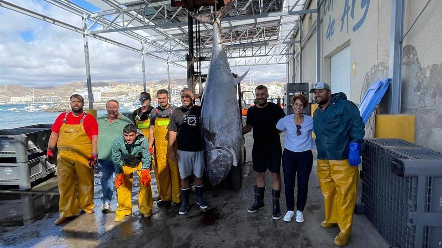Un ejemplar de 221 kilos, protagonista del ronqueo de la Feria del Atún y el Mar de Mogán