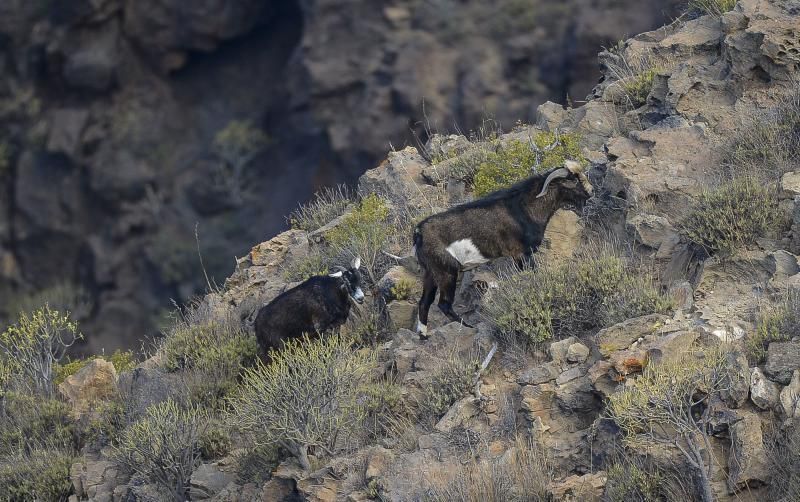 26/05/2018 TASARTICO, ALDEA DE SAN NICOLAS.  Apañada de cabras en la zona de Güi Güi, organizada por el Cabildo de Gran Canaria y  con la colaboración de distintos colectivos. FOTO: J. PÉREZ CURBELO  | 26/05/2018 | Fotógrafo: José Pérez Curbelo