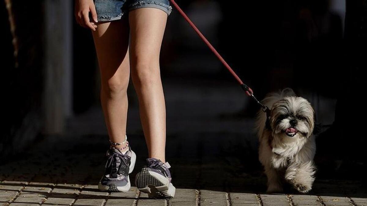 ¿Cuánto tiempo debe pasear tu perro al día? Este es el tiempo exacto que debe durar el paseo de tu perro