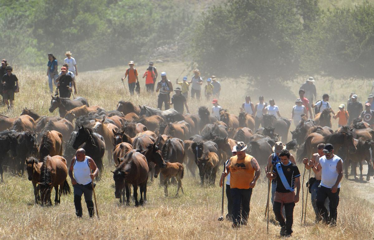 Rapa das Bestas de Sabucedo, A Estrada, 2026.