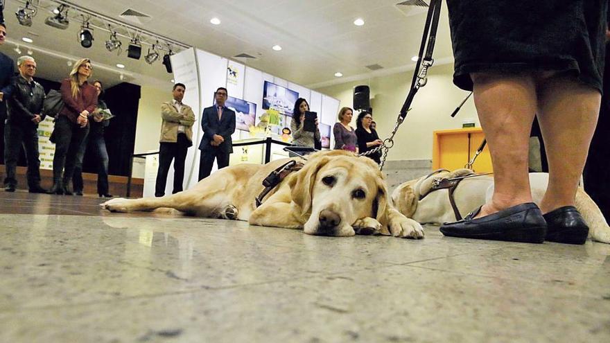 Dos perros guías de un ciudadano con discapacidad visual.