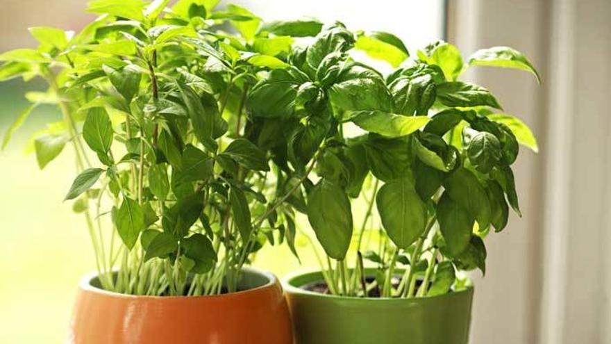 Cinco plantas que debes de tener en casa para ahuyentar a los mosquitos.