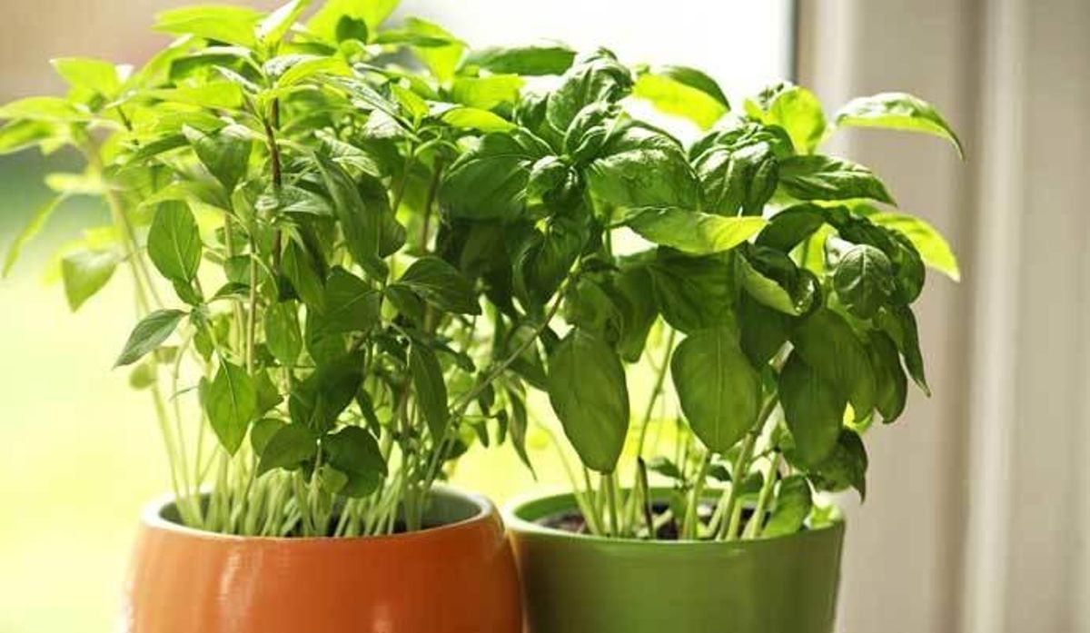 Cinco plantas que debes de tener en casa para ahuyentar a los mosquitos