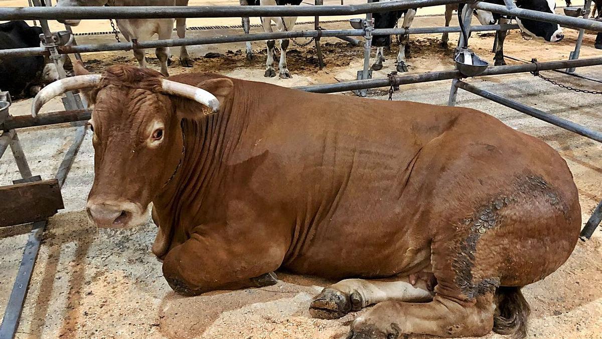 La vaca más cara de Silleda imagen