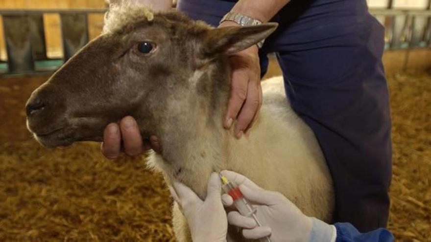 Guardianes de la salud de los animales [y las personas]