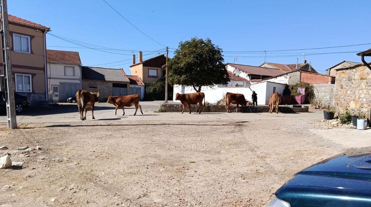 Una vacada &quot;ocupa&quot; el casco urbano de Villalverde