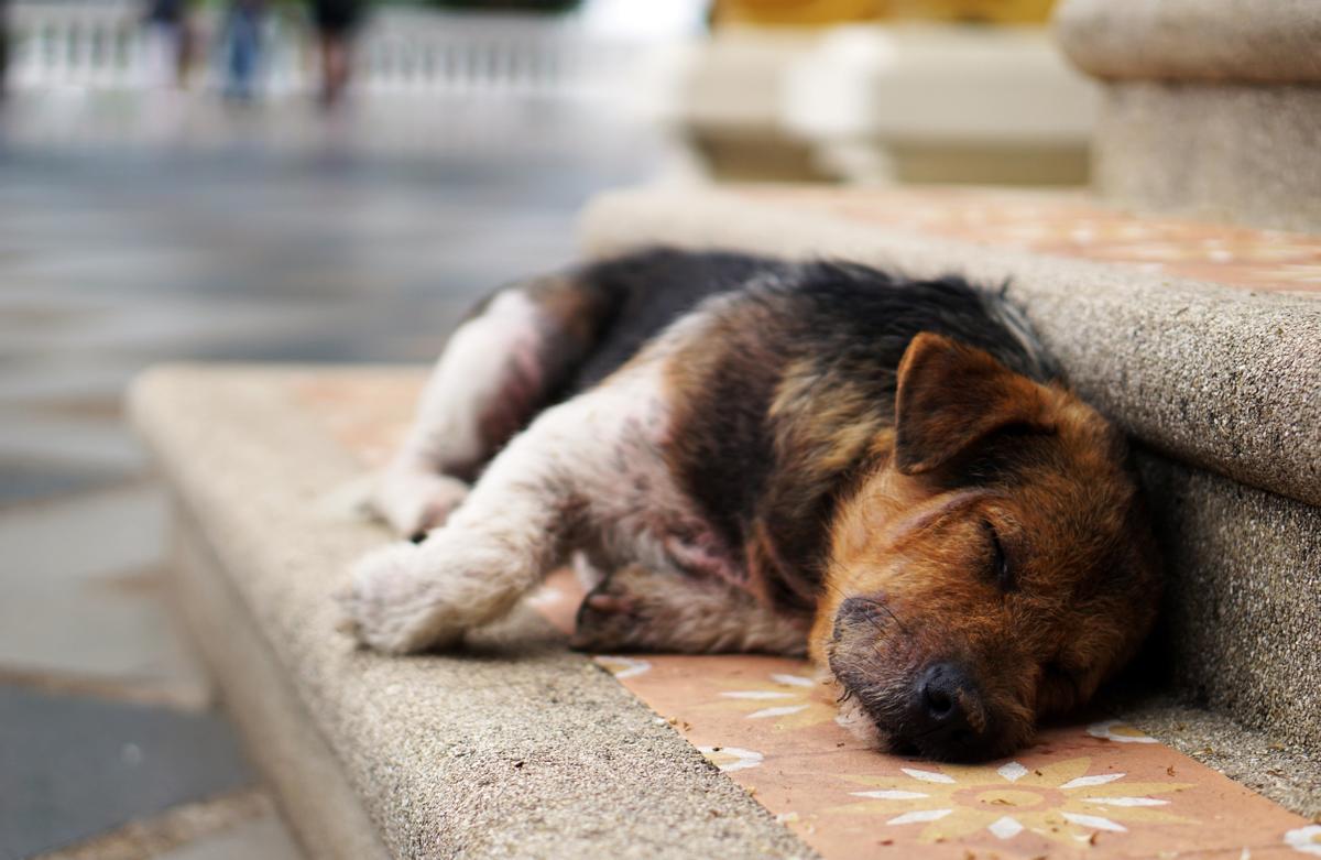 Un perro abandonado durmiendo en la calle.