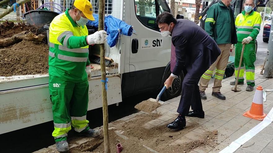 Campaña para reponer más de un centenar de árboles y un millar de arbustos en las zonas verdes