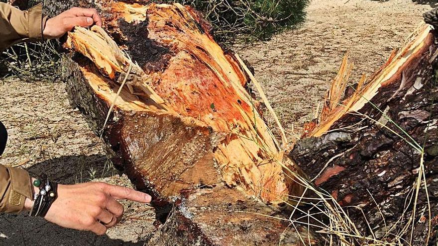 Uno de los pinos que parecían tapar las vistas a alguien. |   //  FDV