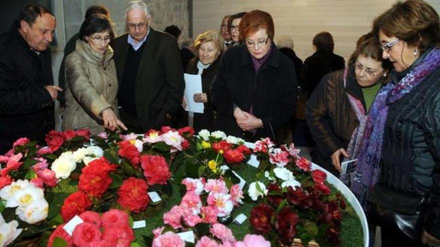 Un grupo de asistentes contempla algunas de las camelias expuestas.  // Rafa Vázquez