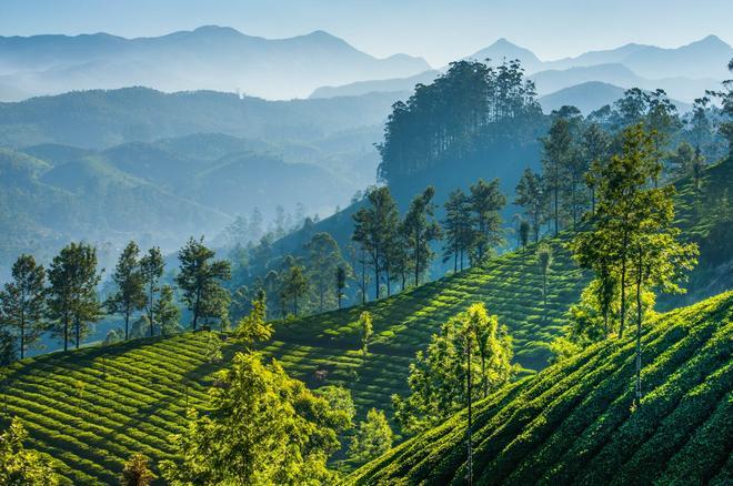 Plantaciones de te en Munnar, Kerala