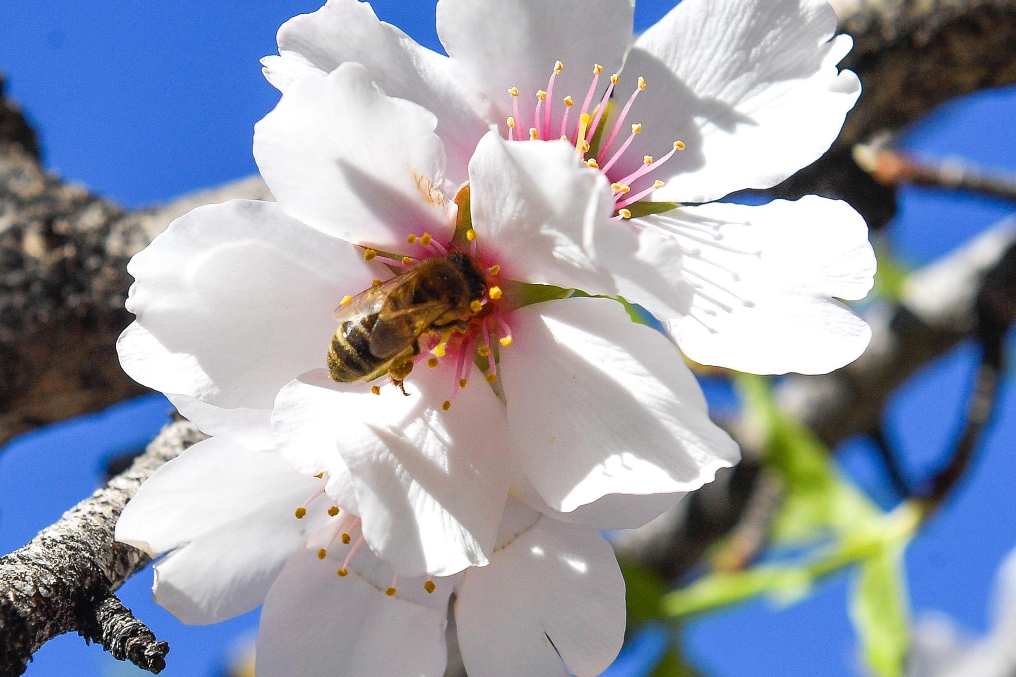 Almendros en flor en Tejeda