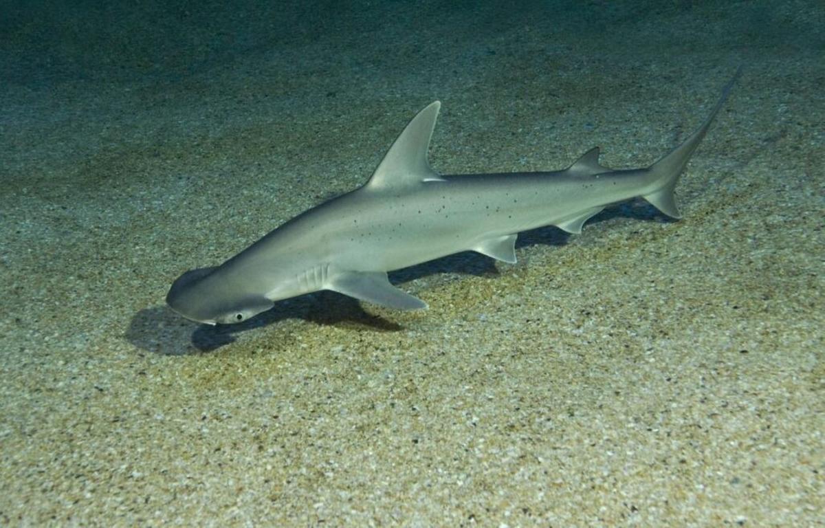 Los tiburones usan los campos magnéticos de la Tierra para orientarse