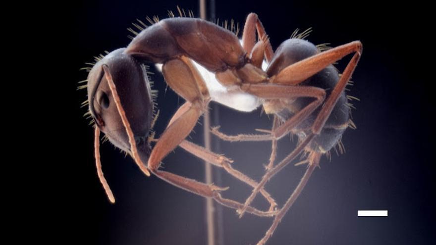 Un ejemplar de hormiga gigante (Camponotus barbaricus). La raya blanca corresponde a 1 milímetro.