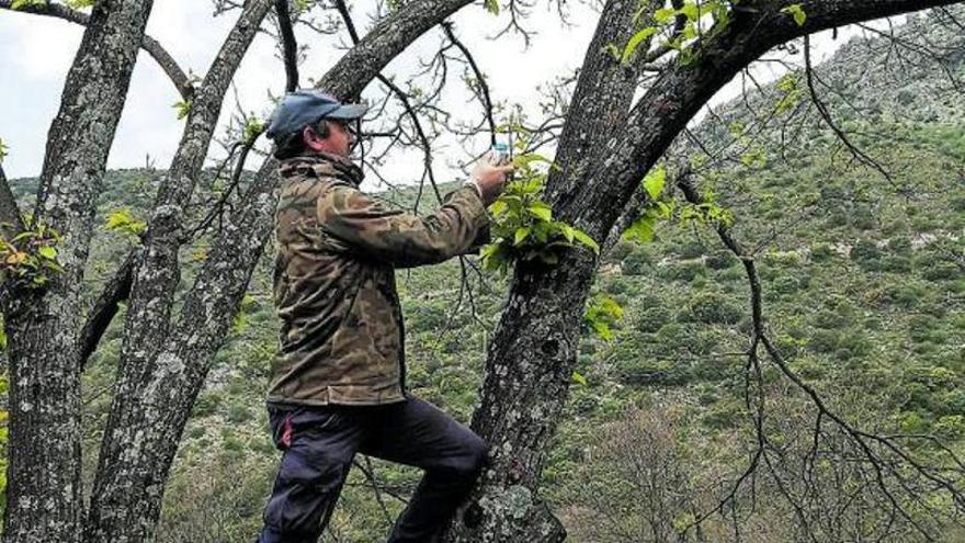 Un agricultor suelta ejemplares de Torymus sinensis contra la avispilla del castaño. | L.O.