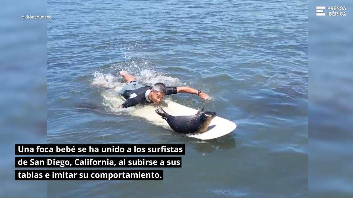 Una foca bebé se une a coger olas con los surfistas de San Diego