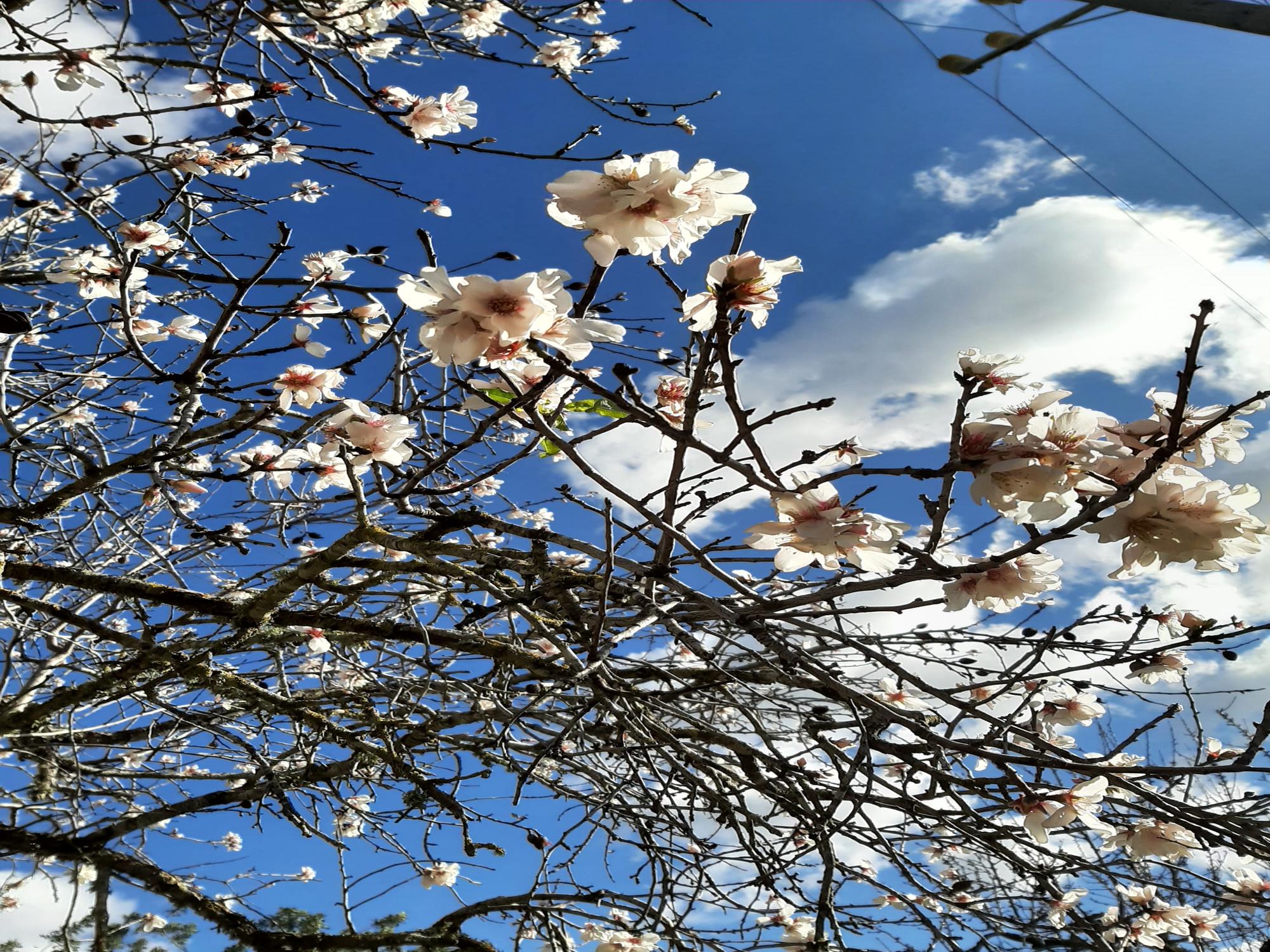 Trotz Schnee und Winterwetter: Auf Mallorca ist die Mandelblüte wieder da