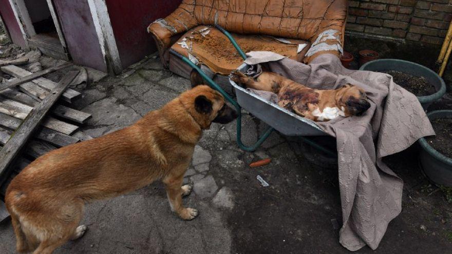 Un perro mira el cadáver de otro en Bucha.