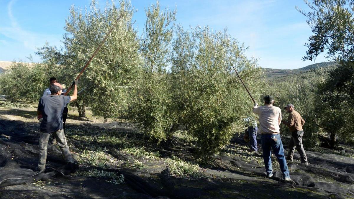 La cosecha de aceite en Córdoba se dispara a las 320.000 toneladas