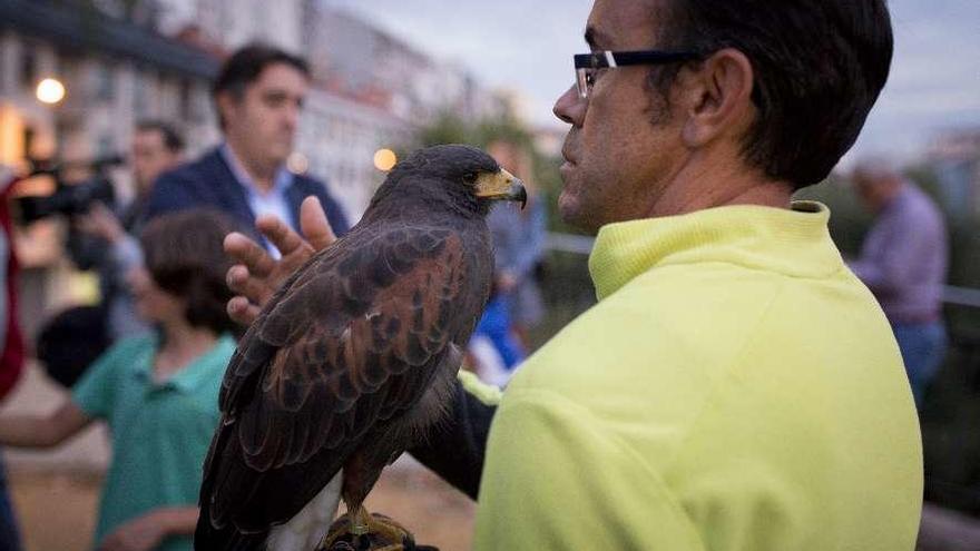 Suelta de águilas esta semana en Pardo de Cela. // Brais Lorenzo