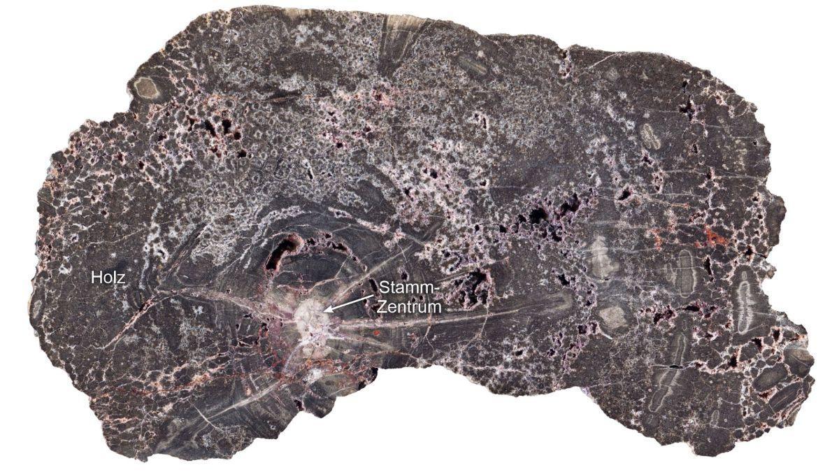 Primer plano de una muestra de madera silicificada seccionada del Kyffhäuser, con un diámetro horizontal de aproximadamente 20 centímetros. Las manchas blancas y grises son diferentes generaciones de cuarzo claro y oscuro.