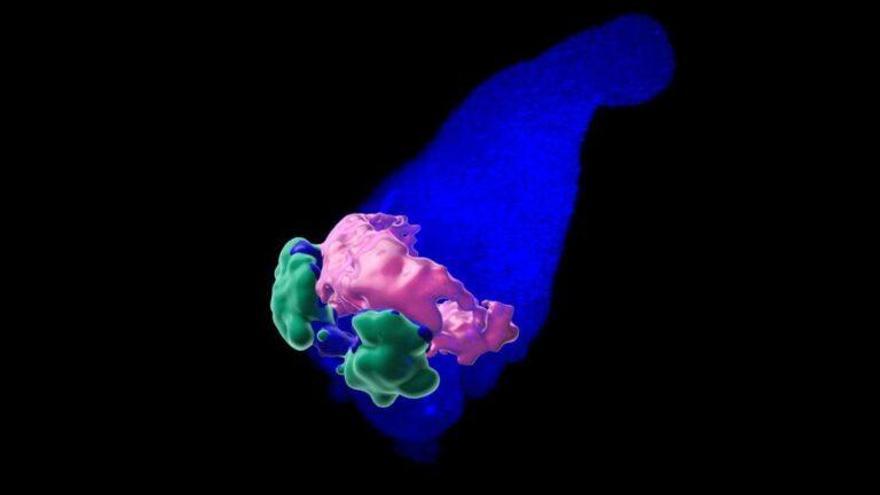 Crean en laboratorio un corazón embrionario