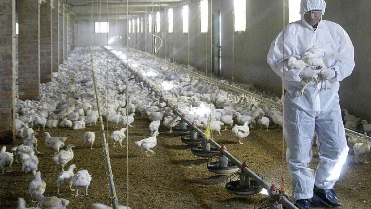 Granja de gallinas